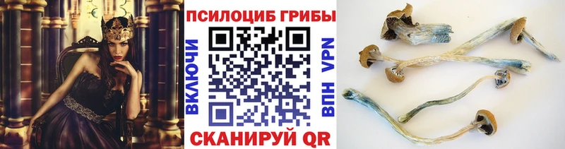 Купить  Медногорск  Галлюциногенные грибы Cubensis 